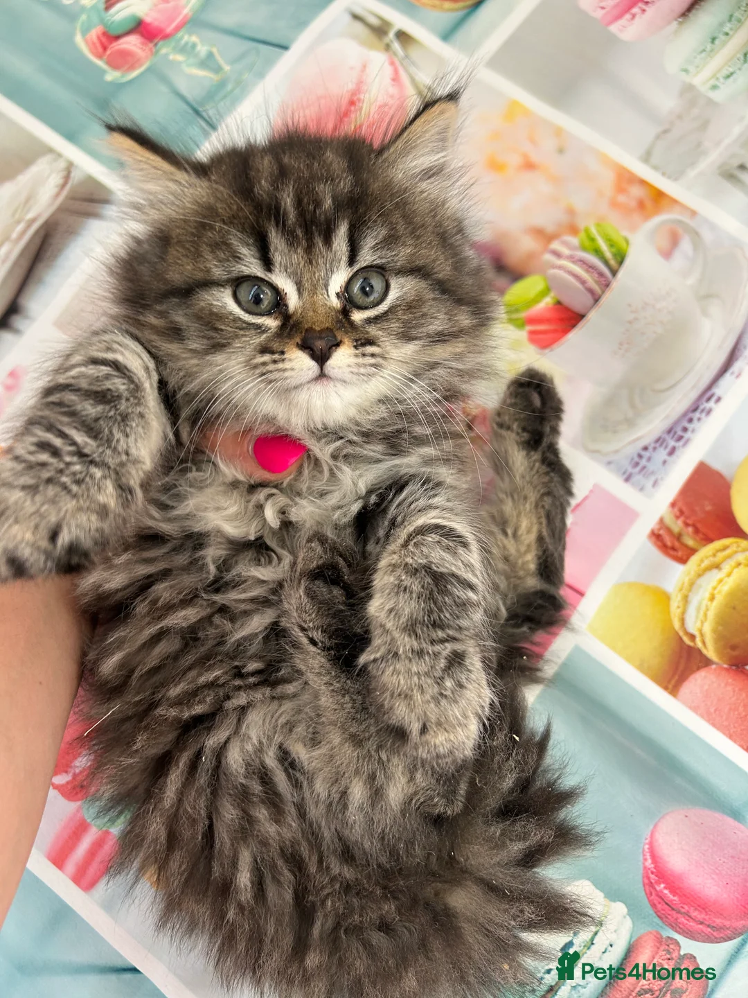 Mixed Breed cats for sale: Fluffy kittens  - Advert 15