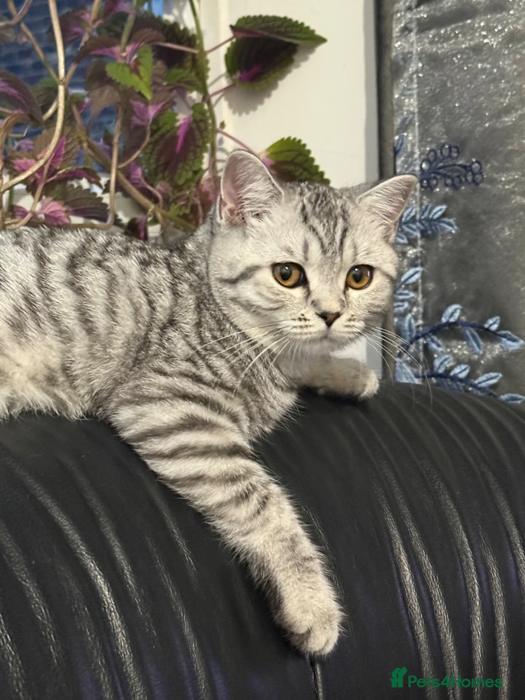 British Longhair cats for sale: Beautiful friendly  in Surbiton - Advert 2
