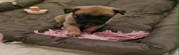 Belgian Shepherd Dog dogs for sale: Belgium malinois pups dad kc regged  - Advert 7