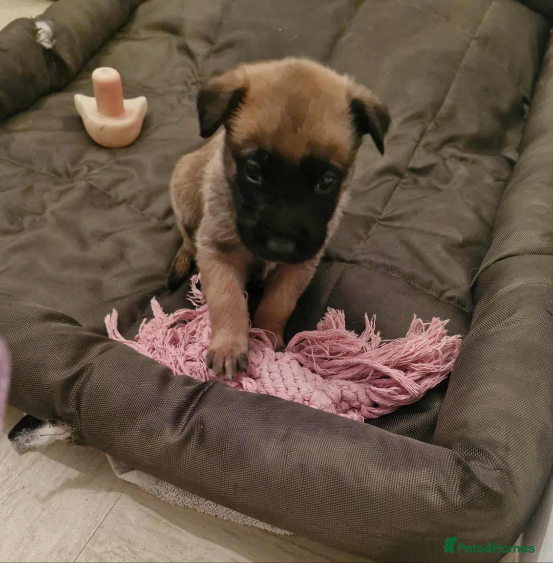 Belgian Shepherd Dog dogs for sale: Belgium malinois pups dad kc regged  - Advert 6
