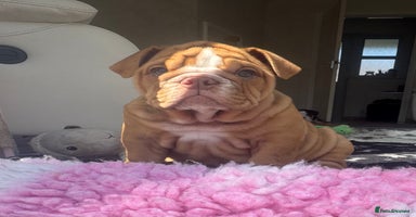 English Bulldog dogs - Advert 11