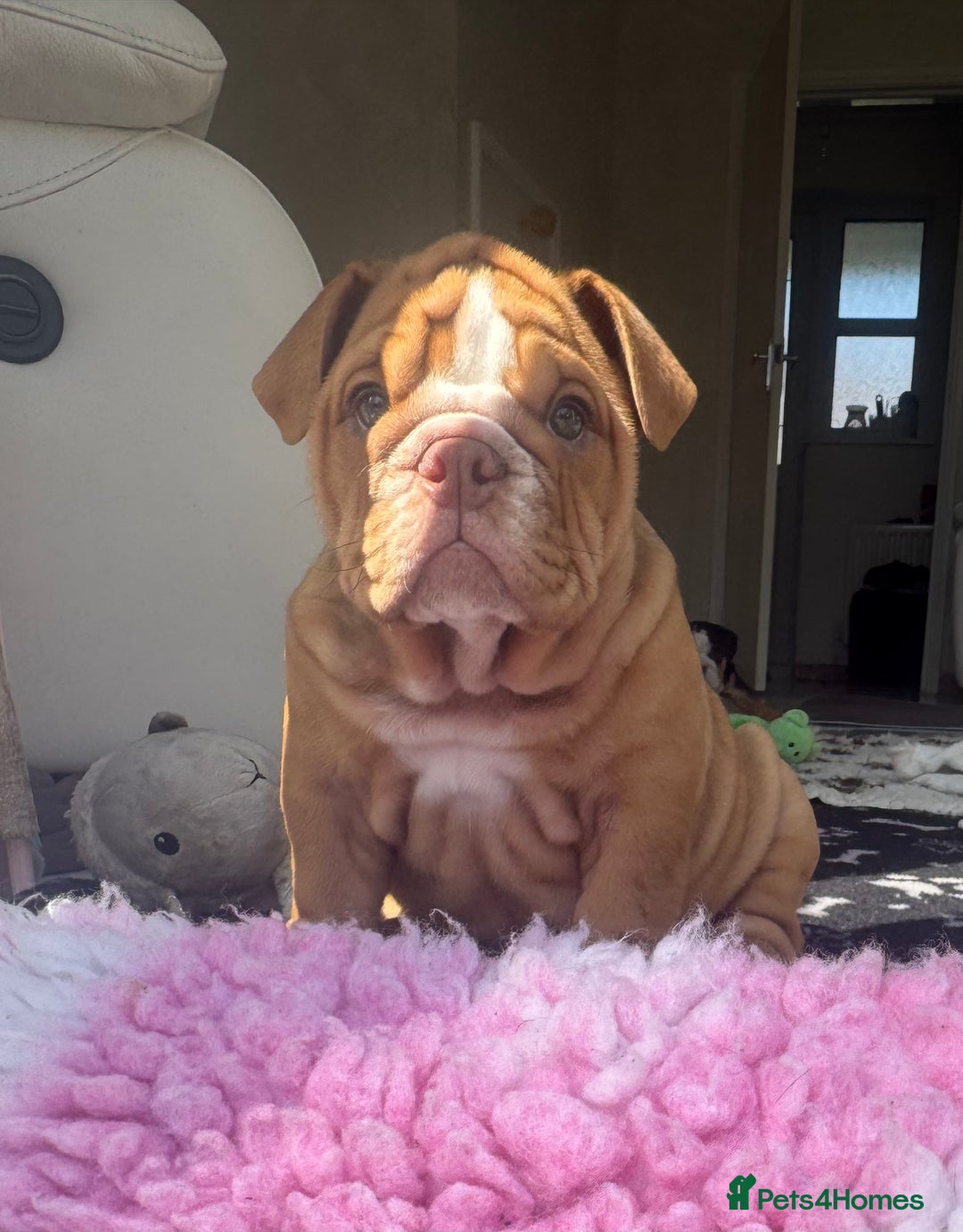 English Bulldog dogs for sale: READY TO GO Full Pedigree health tested bulldogs - Image 2