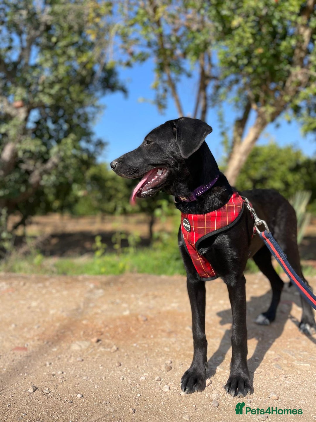 Mixed Breed dogs for adoption: Lovely Leah - Image 22
