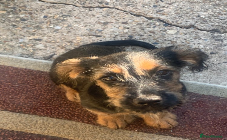 Mixed Breed dogs - Advert 1