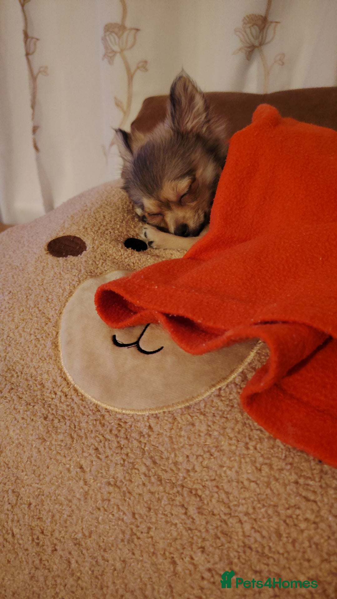 Pomchi dogs for sale: POMCHI - Advert 2