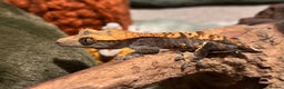 Gecko reptiles for sale: 2 Unsexed Juvenile Crested Gecko’s - Advert 1