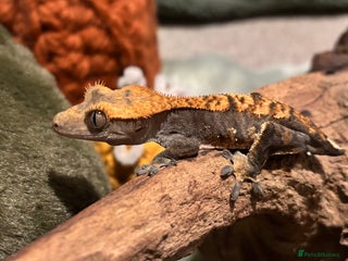 Gecko reptiles for sale - Advert 1
