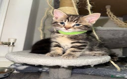 Mixed Breed cats for sale: Beautiful Kittens for sale!  - Image 14