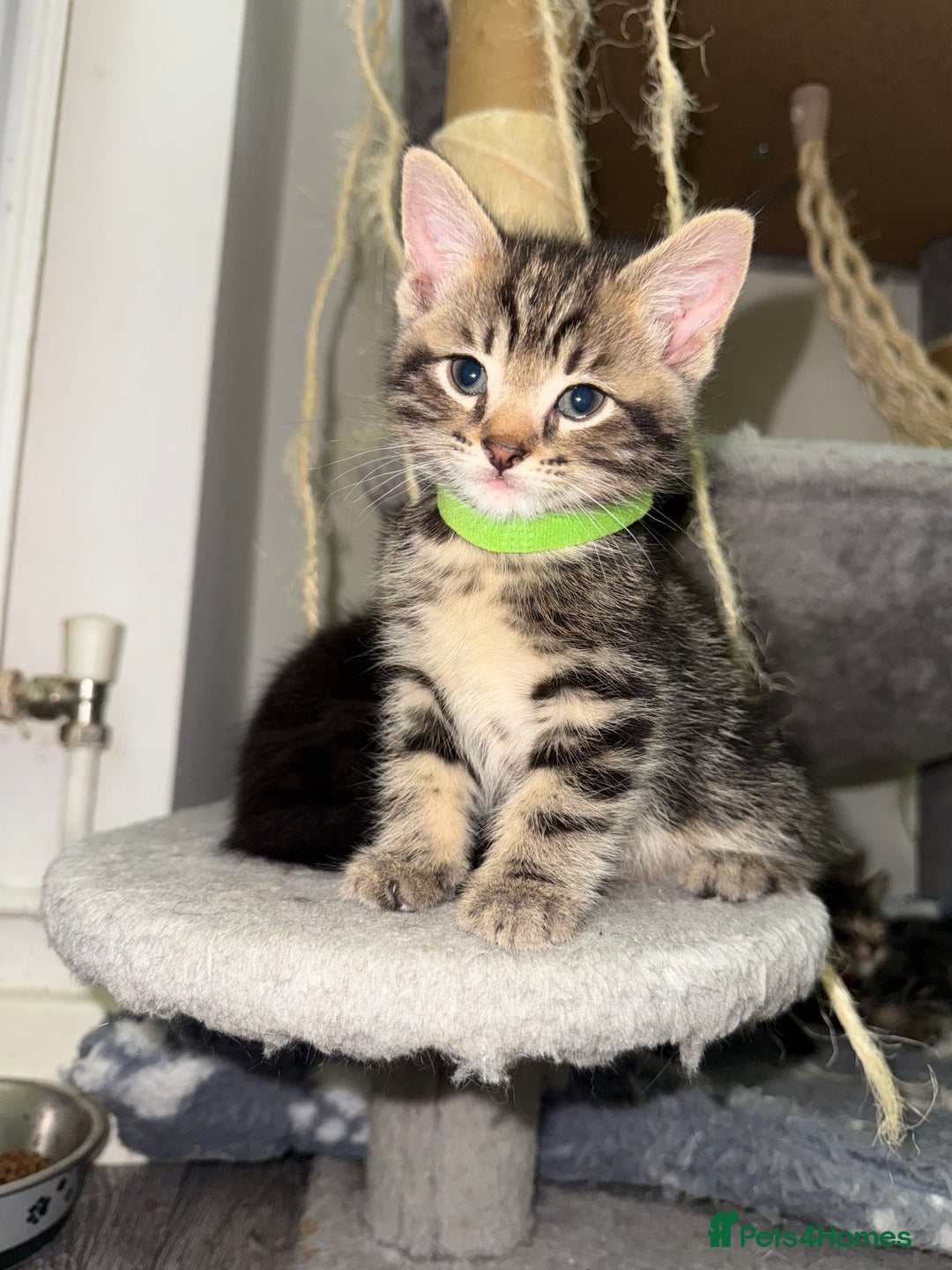 Mixed Breed cats for sale: Beautiful Kittens for sale!  - Image 14