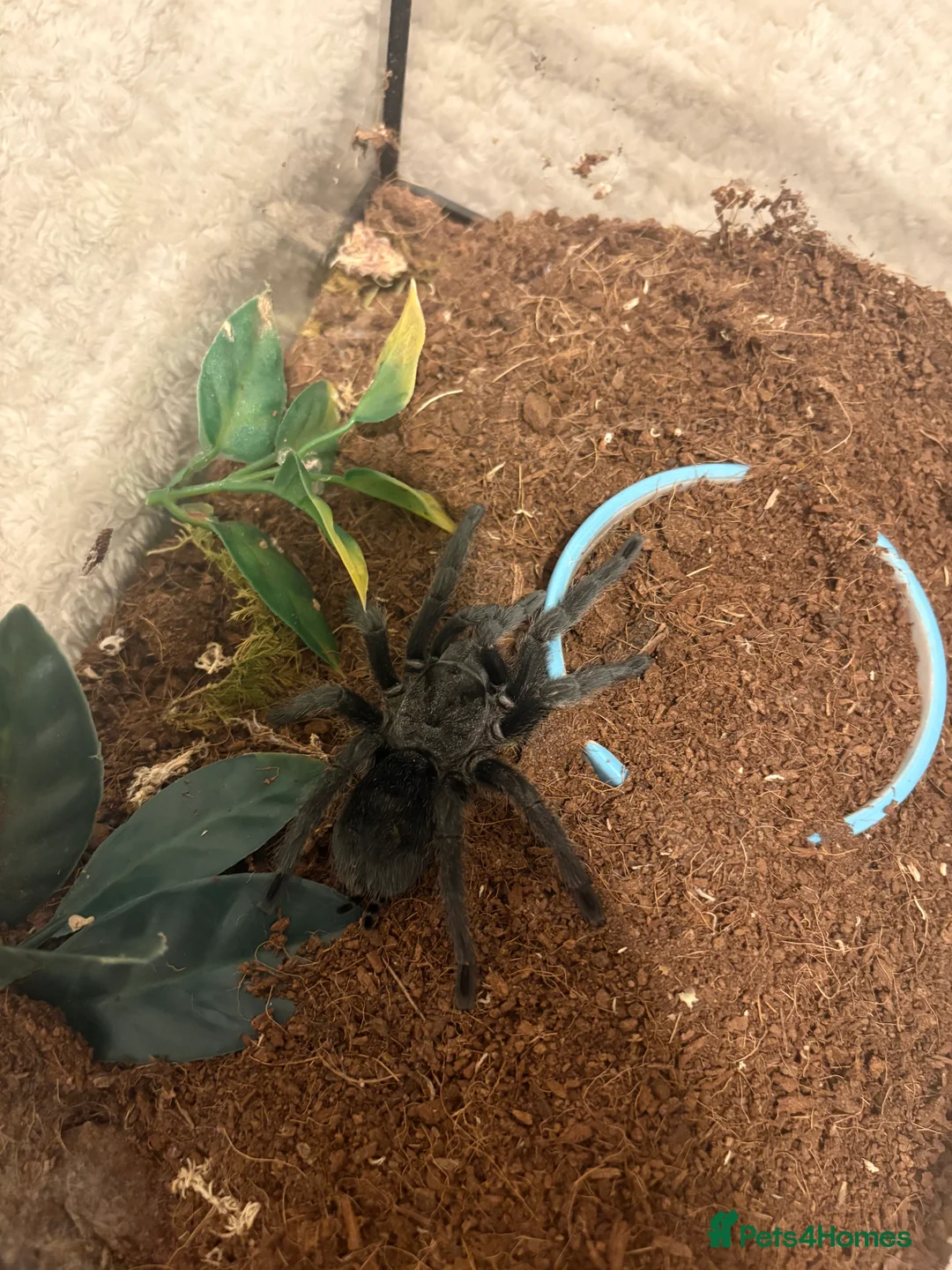 Tarantulas invertebrates for sale: Mixed tarantulas  - Advert 2