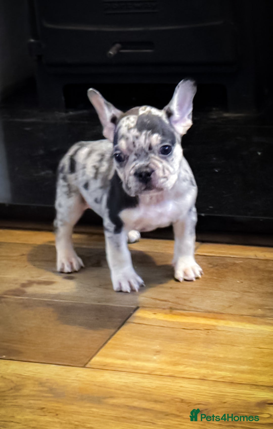 French Bulldog dogs for sale:  🐾 Exceptional French Bulldog Puppies 🐾 - Advert 2