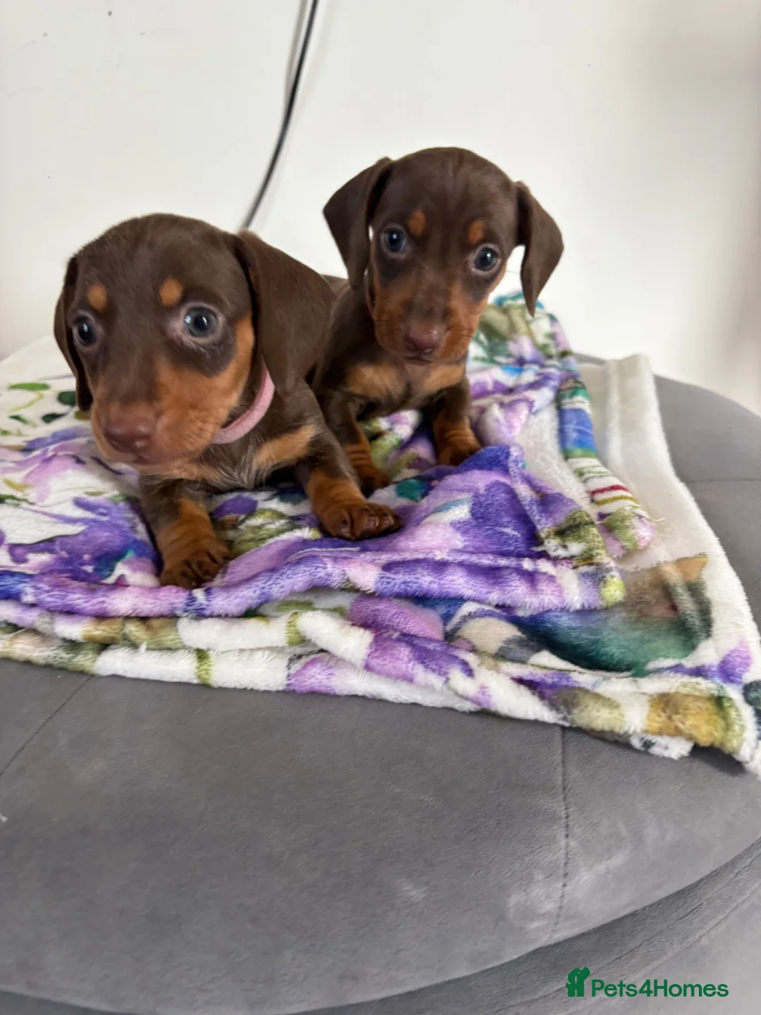 Dachshund dogs for sale: Dachshund  - Advert 2