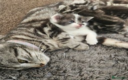 Mixed Breed cats for sale: Beautiful Friendly Kitten  - Image 3