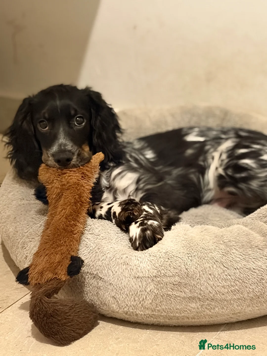 Cocker Spaniel dogs for sale: 9 month cocker bitch puppy - Advert 1