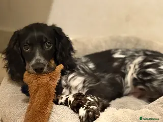 Cocker Spaniel dogs 9 month cocker bitch puppy - Advert 12