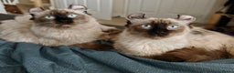 American Curl cats for sale: Two very rare and wonderful kittens for sale - Advert 25