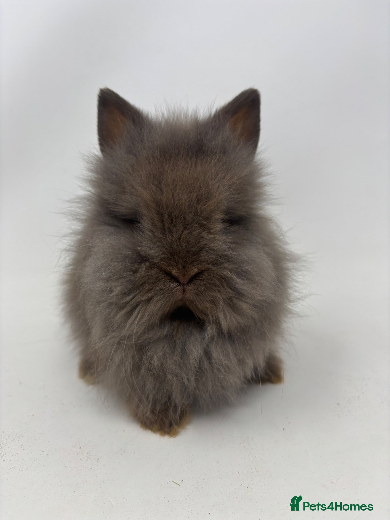 Lionhead rabbits BEAUTIFUL BABY LIONHEAD BUNNIES  - Advert 1
