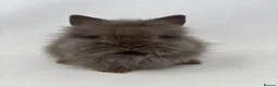 Lionhead rabbits for sale: BEAUTIFUL BABY LIONHEAD BUNNIES  - Advert 1