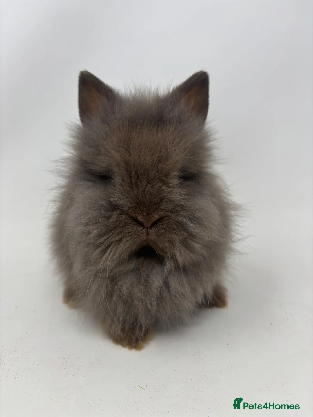 Lionhead rabbits for sale: BEAUTIFUL BABY LIONHEAD BUNNIES  - Advert 1