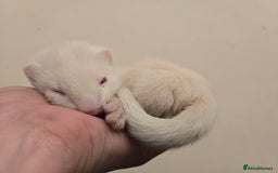 Ferret rodents for sale: Cute pet ferrets - Image 8