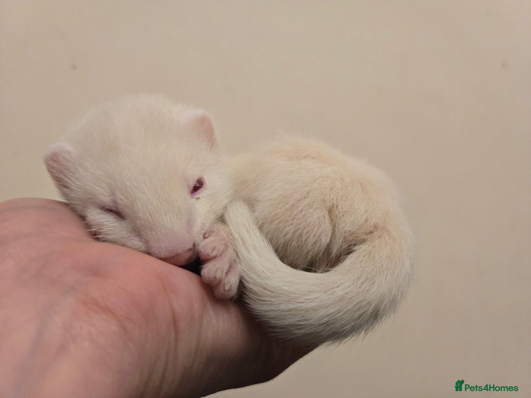 Ferret rodents for sale: Cute pet ferrets - Image 8