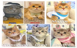 British Shorthair cats for sale: British shorthair babies  - Image 27