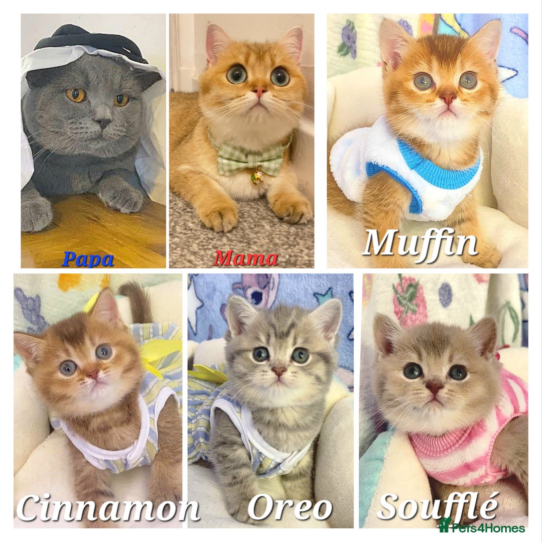 British Shorthair cats for sale: British shorthair babies  - Image 27