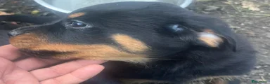 Rottweiler 6