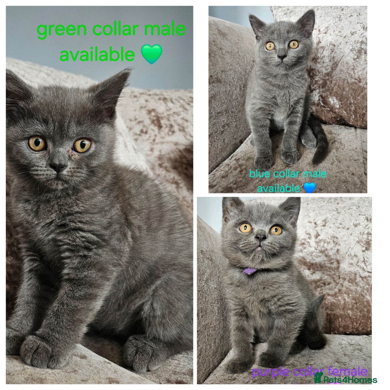 British Shorthair cats British shorthair kittens READY NOW - Advert 1