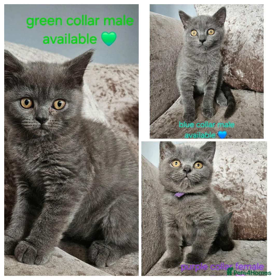 British Shorthair cats for sale: British shorthair kittens READY NOW - Advert 1