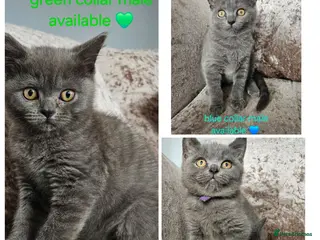 British Shorthair cats British shorthair kittens READY NOW - Advert 1