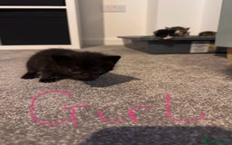 Domestic Shorthair cats for sale: Beautiful  Kittens Looking For Their Forever Homes - Image 4