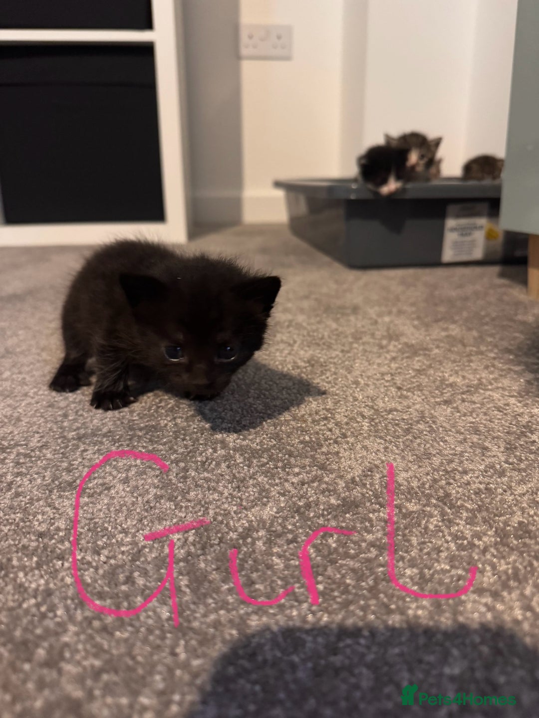 Domestic Shorthair cats for sale: Beautiful  Kittens Looking For Their Forever Homes - Image 4