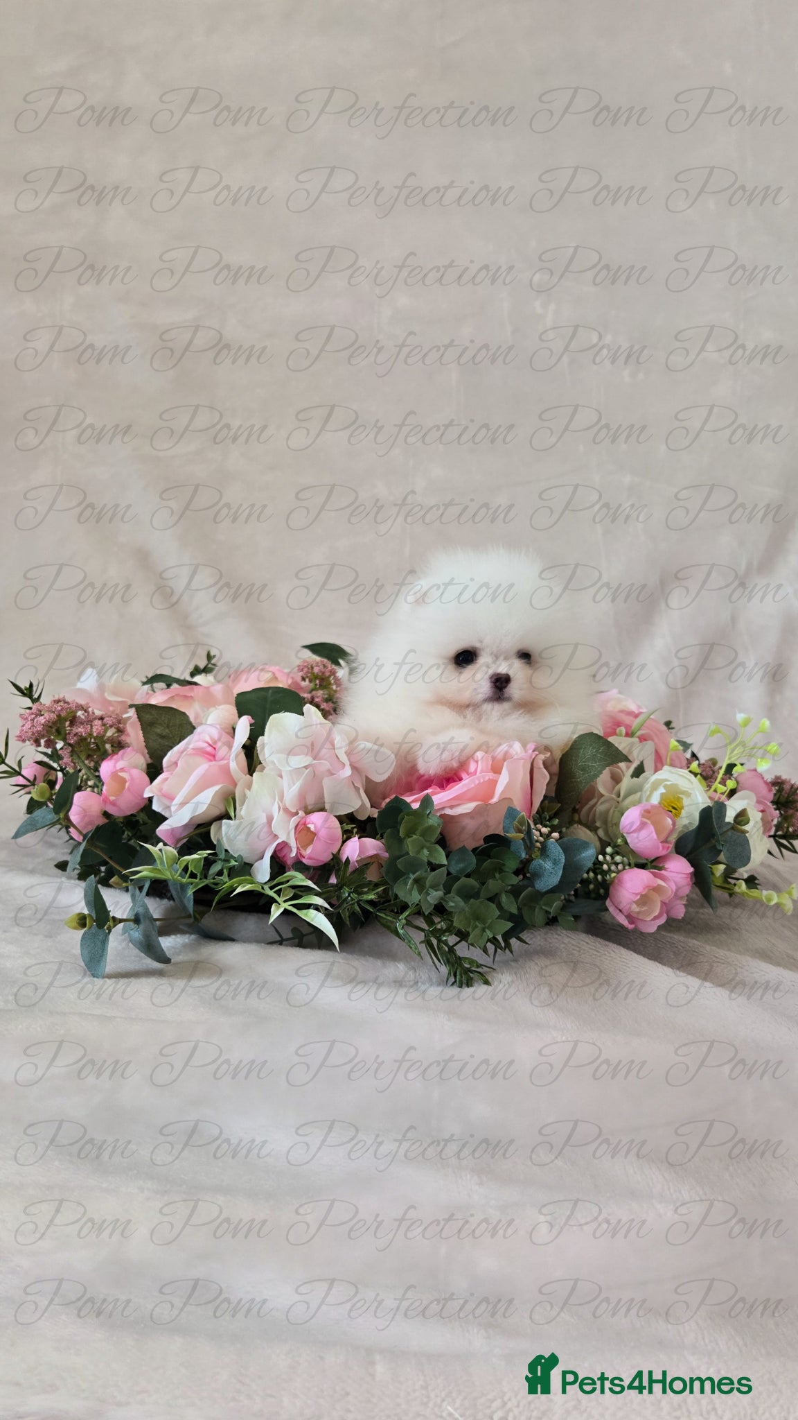 Pomeranian dogs for sale: Teddy Bear Pomeranian Puppies - Advert 6