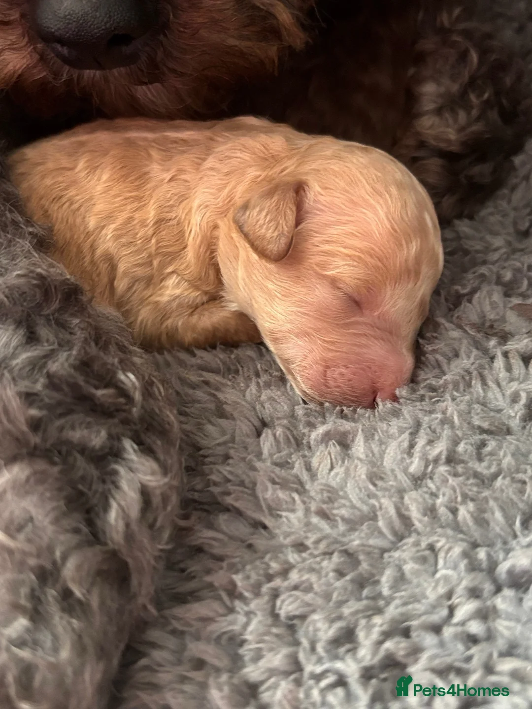 Cockapoo dogs for sale: Beautiful F1B cockapoo puppies - Advert 2