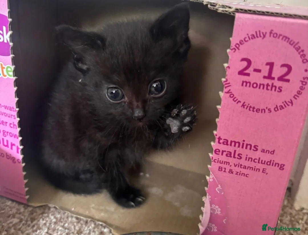 Domestic Shorthair cats for sale: Female kittens ready to go TODAY - Advert 2