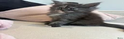 Maine Coon cats for sale: Stunning,ACTIVE,TICA Registered,MaineCoon Kittens - Advert 15