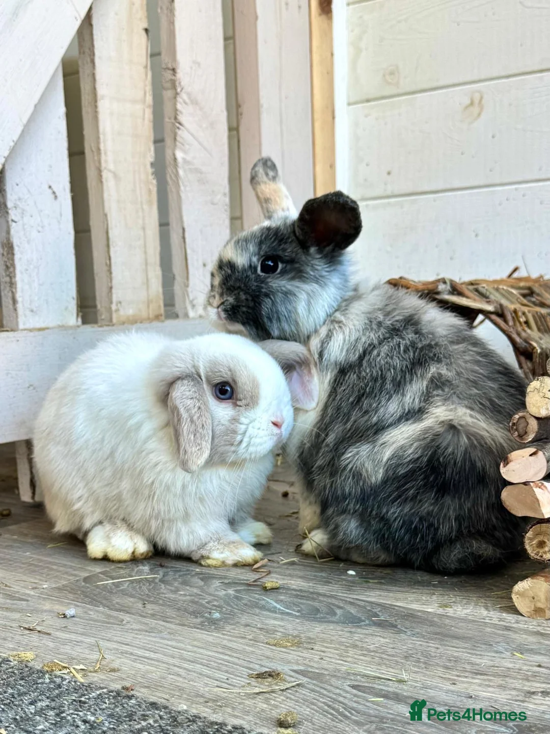 Mini Lop rabbits for sale: Two beautiful mini lops male/female - Advert 2
