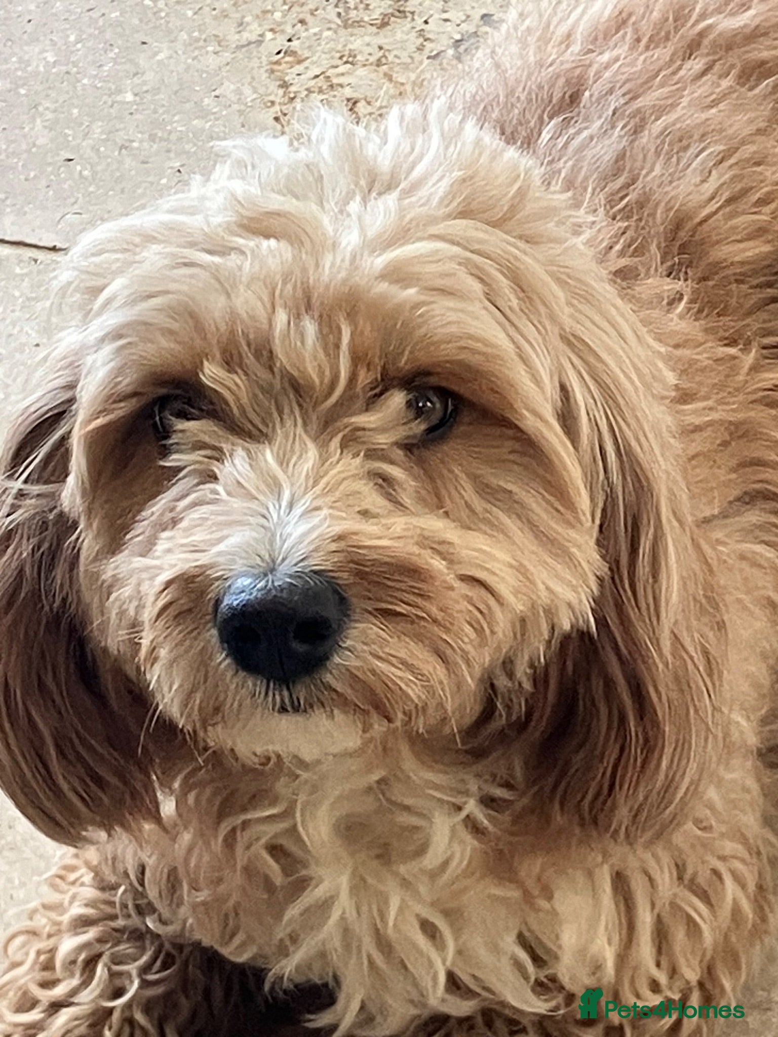 Cockapoo dogs Beautiful Cockapoos - Advert 2