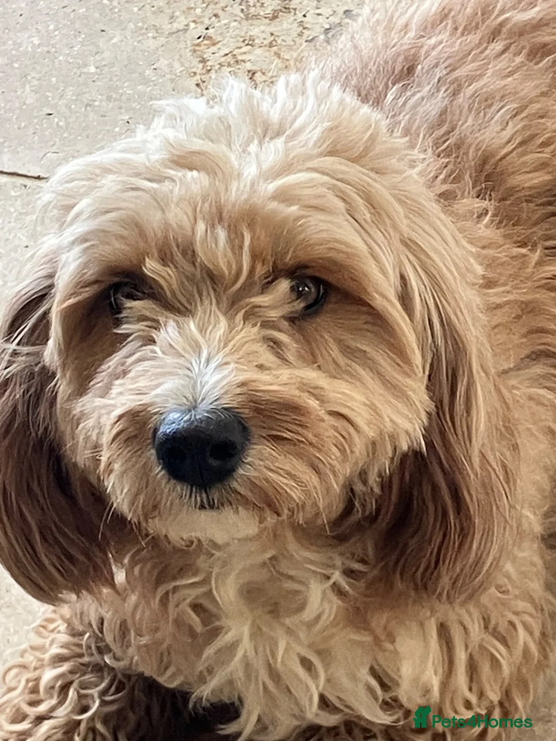 Cockapoo dogs for sale: Beautiful Cockapoos - Advert 2