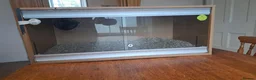 Corn Snake reptiles for sale: Corn snake with vivvarium in Ivybridge - Advert 18