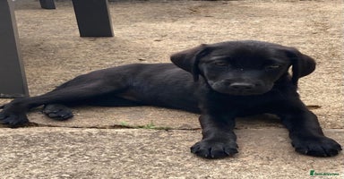 Labrador Retriever dogs in Walton-on-Thames - Advert 13