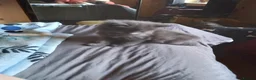 Mixed Breed cats for sale: Four male kittens - Advert 8