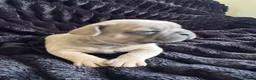 French Bulldog dogs for sale: Beautiful frenchies for sale, ready to leave now - Advert 7