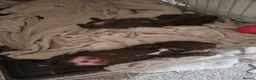 Springador dogs for sale: Springador puppies in Chichester - Advert 8