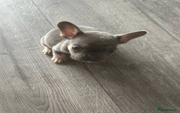 French Bulldog dogs for sale: French Bulldog Fur Babies  - Image 21