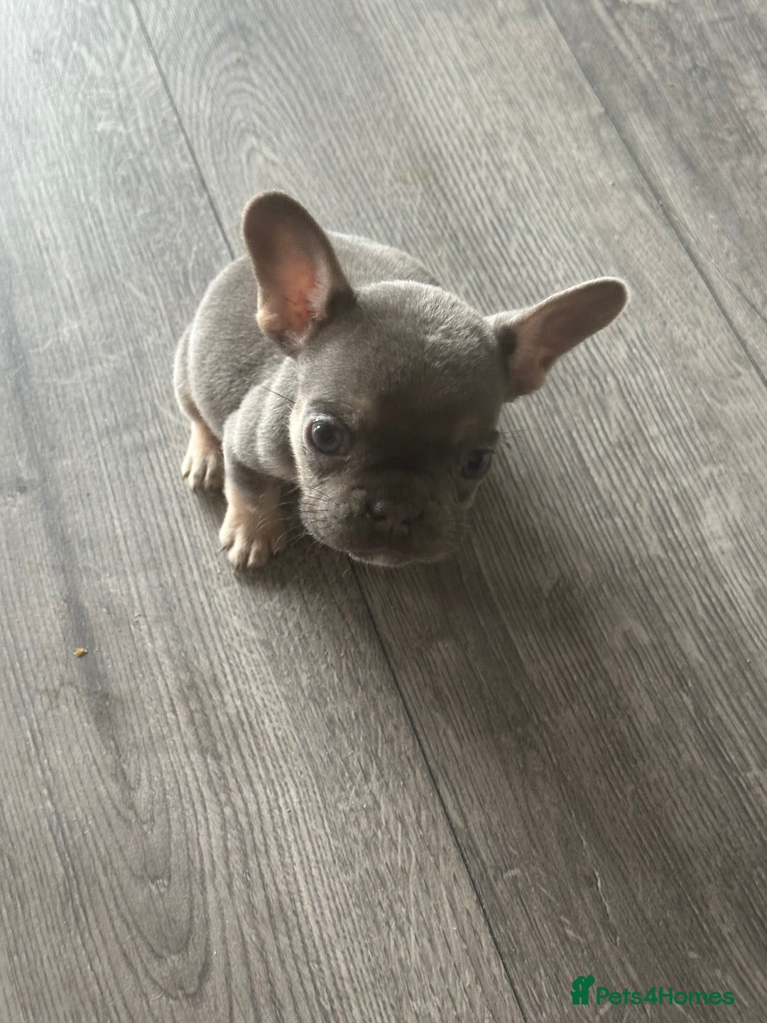 French Bulldog dogs for sale: French Bulldog Fur Babies  - Image 21