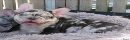French Bulldog dogs for stud: HEALTH TESTED BLUE MERLE & TAN STUD CARRYING COCOA in Boston - Advert 17