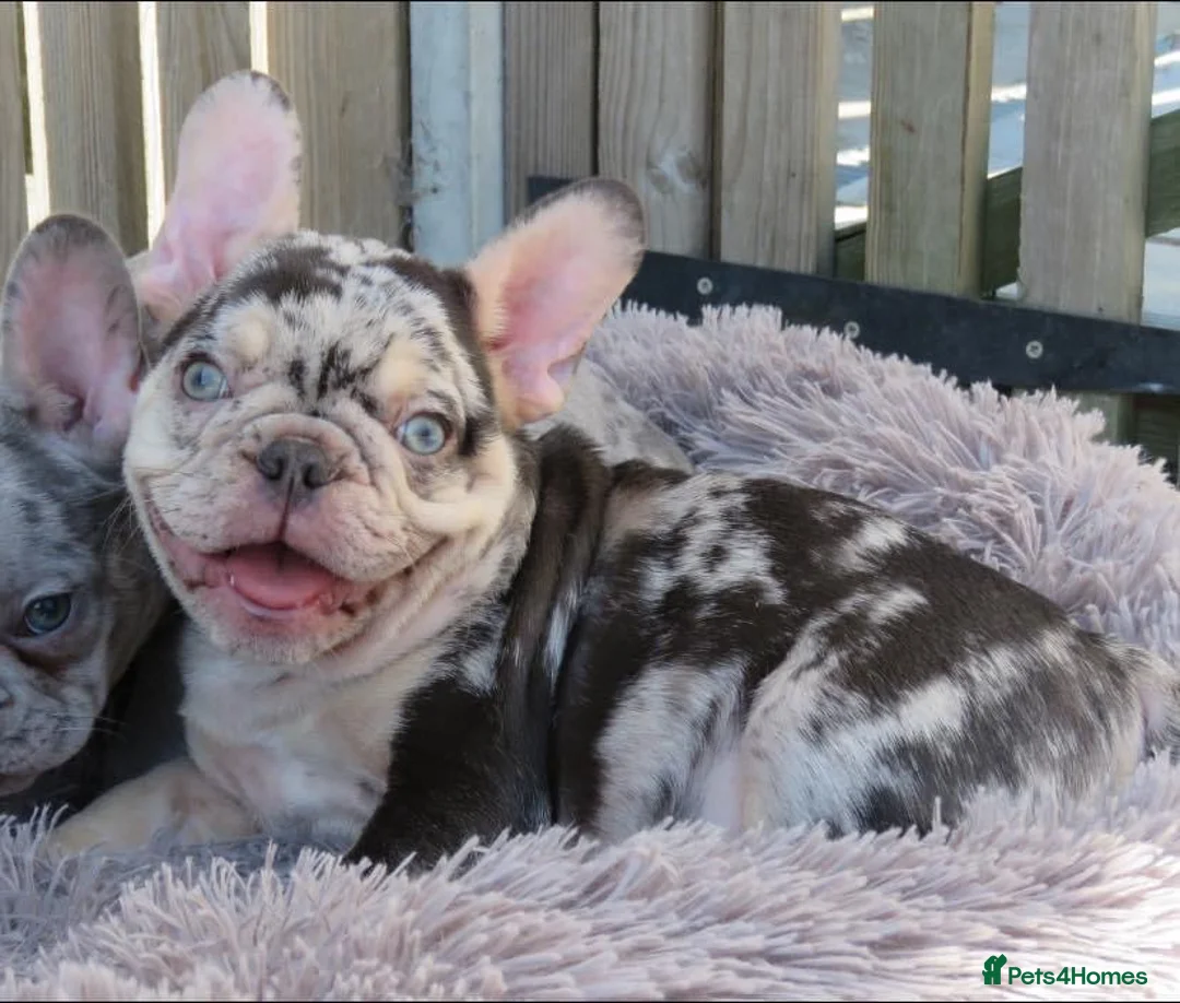 French Bulldog dogs for stud: HEALTH TESTED BLUE MERLE & TAN STUD CARRYING COCOA in Boston - Advert 17