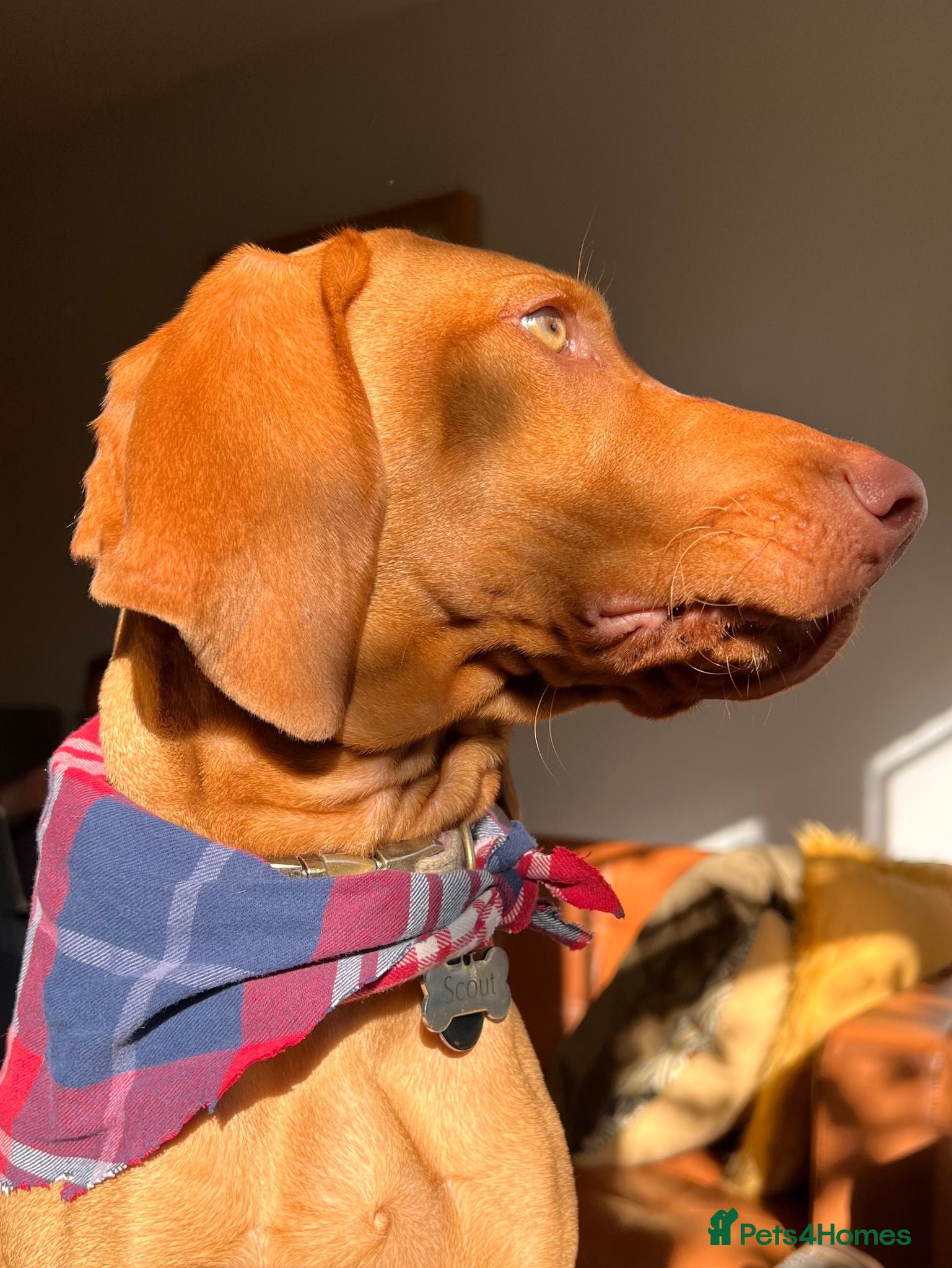 Hungarian Vizsla dogs Beautiful 7-month-old female Vizsla - Advert 1